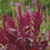 Amaranthus " Velvet Curtains " Exotic 100 Flower Seeds