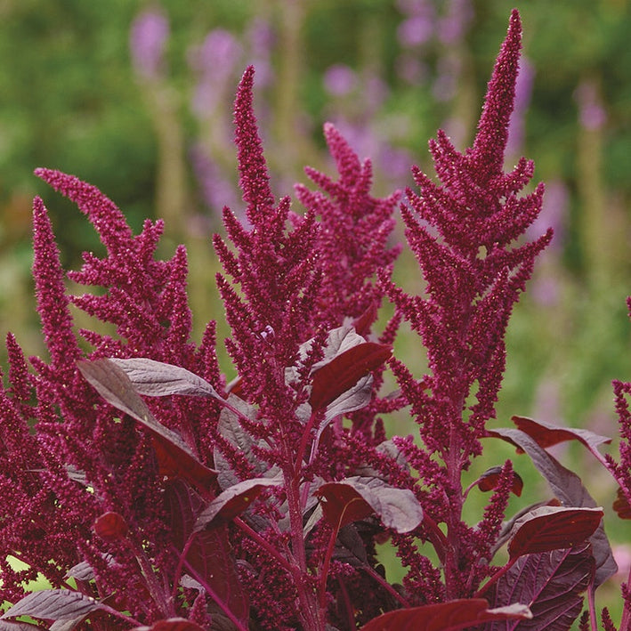 Amaranthus " Velvet Curtains " Exotic 100 Flower Seeds