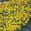 Alyssum " Gold Dust " Exotic 30 Flower Seeds