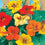 Nasturtium " Single Mixed " Exotic 5 Flower Seeds