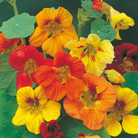 Nasturtium 