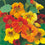 Nasturtium " Trailing Mixed " Exotic 5 Flower Seeds