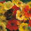 Nasturtium " Tip Top Mixed " Exotic 5 Flower Seeds