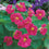 Nasturtium " Cherry Rose " Exotic 5 Flower Seeds