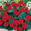 Nasturtium " Empress of India " Exotic 5 Flower Seeds