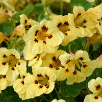 Nasturtium 