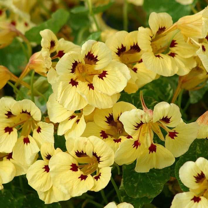 Nasturtium " Troika Yellow " Exotic 5 Flower Seeds