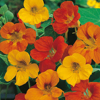 Nasturtium 