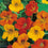 Nasturtium " Tom Thumb " Exotic 5 Flower Seeds