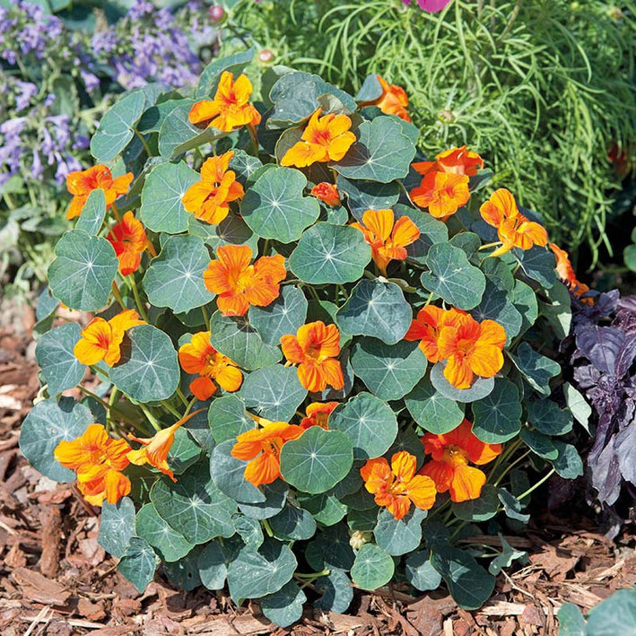 Nasturtium " Baby Orange " Exotic 5 Flower Seeds