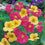 Nasturtium " Summer Carousel " Exotic 5 Flower Seeds