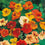 Nasturtium " Jewel Mixed " Exotic 5 Flower Seeds