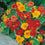 Nasturtium " Alaska Mixed " Exotic 5 Flower Seeds