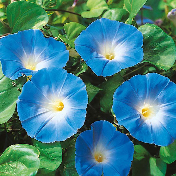 Morning Glory " Heavenly Blue  " Exotic 10 Flower Seeds