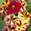 Nasturtium " Bloody Mary " Exotic 5 Flower Seeds