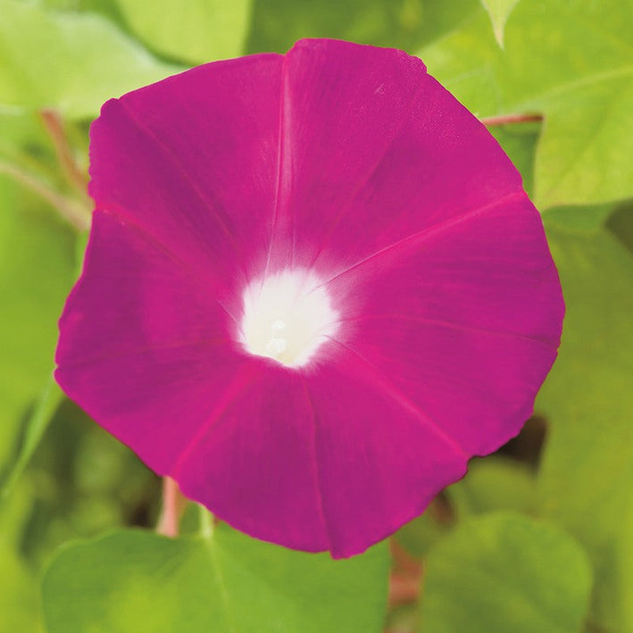 Morning Glory " Party Dress  " Exotic 10 Flower Seeds