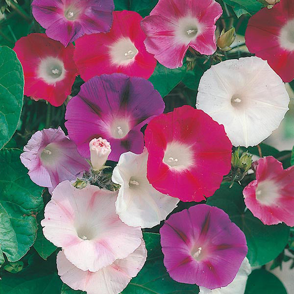 Morning Glory " Choice Mixed  " Exotic 10 Flower Seeds