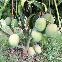 Mango - Benganapalle Mango Exotic Fruit Plant