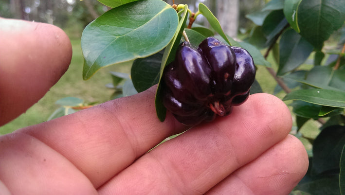 Surinam Cherry Black - Eugenia uniflora Fruit Plant