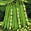 French Bean " Green Hybrid  " Exotic 20 Vegetable Seeds