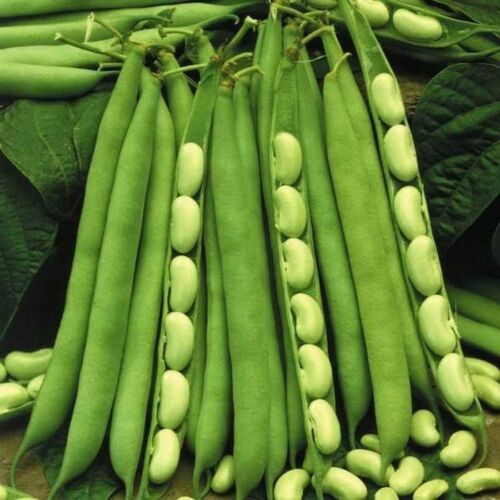 French Bean " Green Hybrid  " Exotic 20 Vegetable Seeds