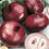 Onion " Red Giant  " Exotic 100 Vegetable Seeds