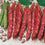 French Bean " Giant Red  " Exotic 20 Vegetable Seeds