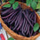 French Bean " Purple Beauty  " Exotic 20 Vegetable Seeds