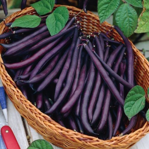 French Bean " Purple Beauty  " Exotic 20 Vegetable Seeds