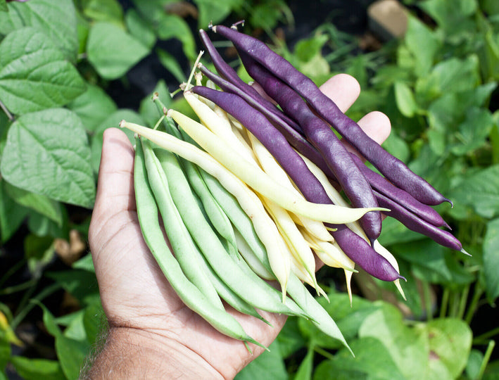 French Bean " Mixed Bush  " Exotic 20 Vegetable Seeds