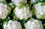 Cauli Flower " Cream White  " Exotic 20 Vegetable Seeds