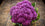 Cauli Flower " Purple  " Exotic 20 Vegetable Seeds