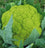 Cauli Flower " Green  " Exotic 20 Vegetable Seeds