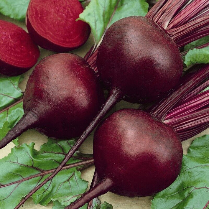 Beet Root " Red Giant  " Exotic 20 Vegetable Seeds