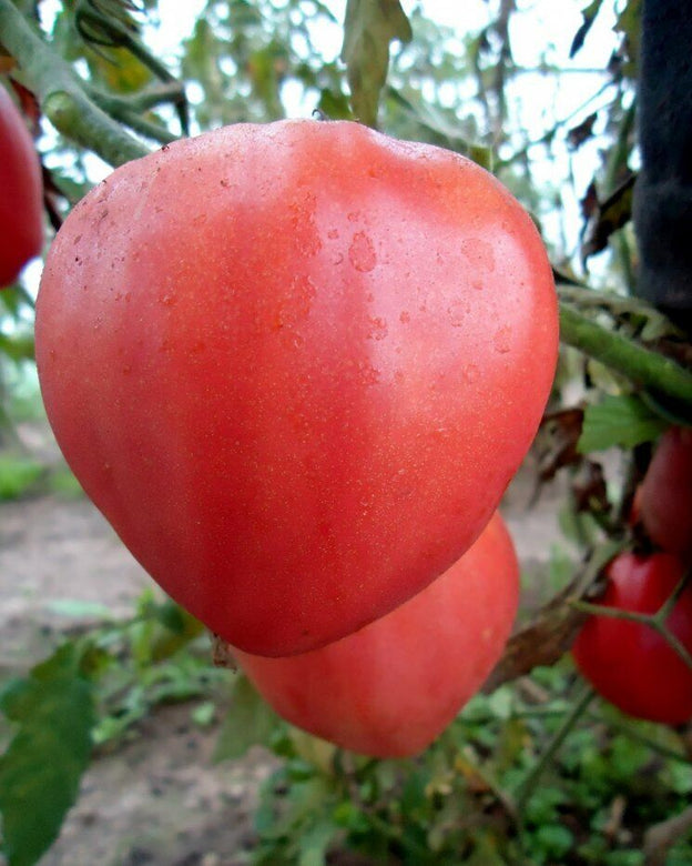 Tomato " Bull's Heart Pink  " Exotic 100 Vegetable Seeds