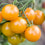 Tomato " Yellow Cherry  " Exotic 100 Vegetable Seeds