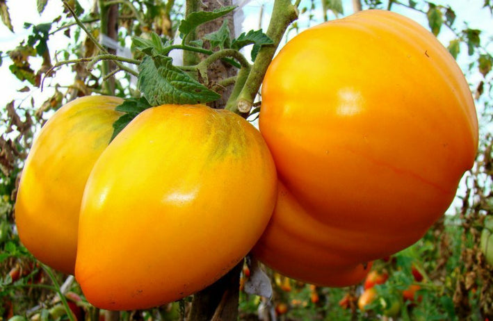 Tomato " Bull's Heart Yellow  " Exotic 100 Vegetable Seeds