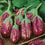 Eggplant " Thailand Striped  " Exotic 50 Vegetable Seeds