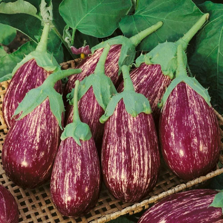 Eggplant " Thailand Striped  " Exotic 50 Vegetable Seeds