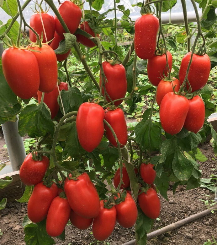 Tomato " Red Pepper  " Exotic 100 Vegetable Seeds