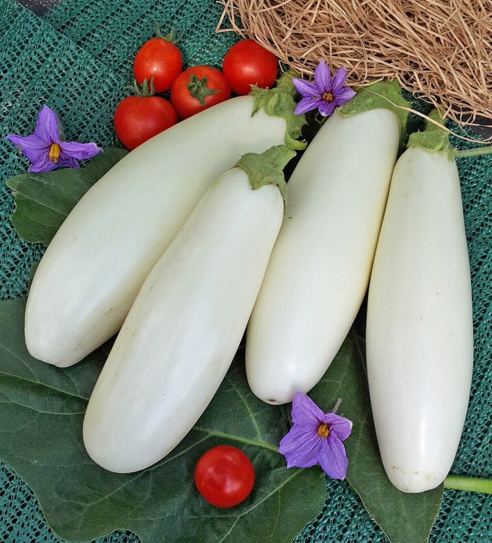 Eggplant " Thailand White  " Exotic 50 Vegetable Seeds