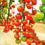 Tomato " Red Vine  " Exotic 100 Vegetable Seeds