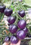 Tomato " Purple  " Exotic 100 Vegetable Seeds