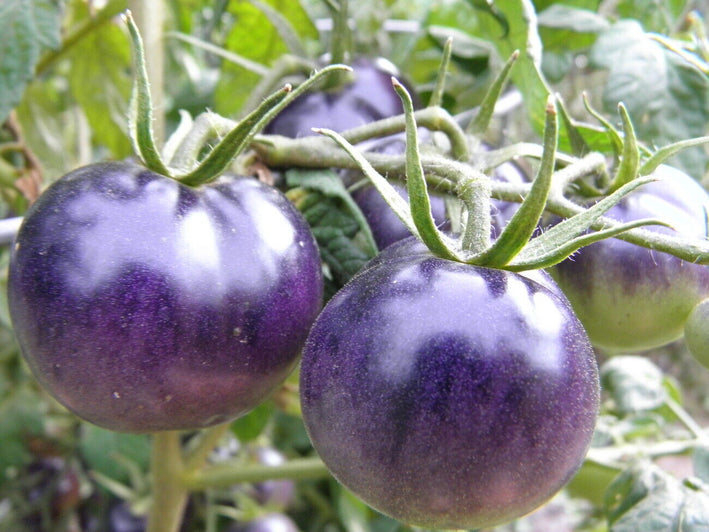 Tomato " Blue  " Exotic 100 Vegetable Seeds