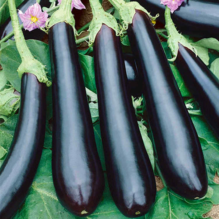 Eggplant " Long Black  " Exotic 50 Vegetable Seeds