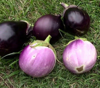 Eggplant 