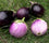 Eggplant " Round Mix  " Exotic 50 Vegetable Seeds