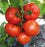 Tomato " Russian Giant  " Exotic 100 Vegetable Seeds