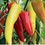 Chilli " Banana  " Exotic 50 Vegetable Seeds