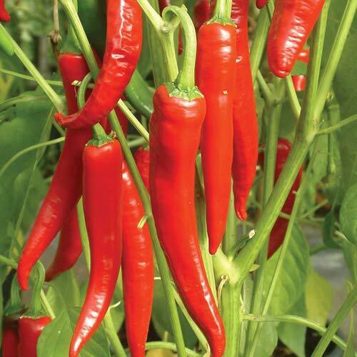 Chilli " Red Long  " Exotic 50 Vegetable Seeds